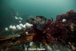 Lingcod waiting for a meal. by Dennis Howie 
